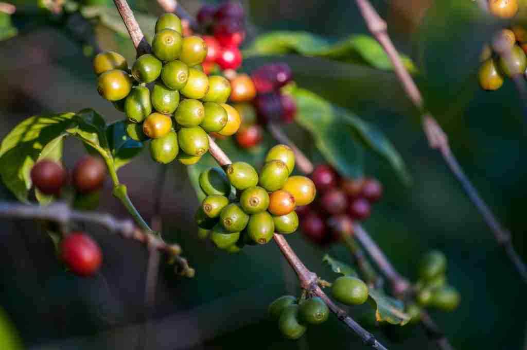 26 Fun Facts About Coffee | From Beans to Strange Uses 4 green coffee beans