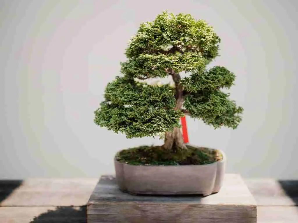 24 Fun Facts About Pine Trees | Nature's Marvels 6 photo of green leafed bonsai plant on brown pot