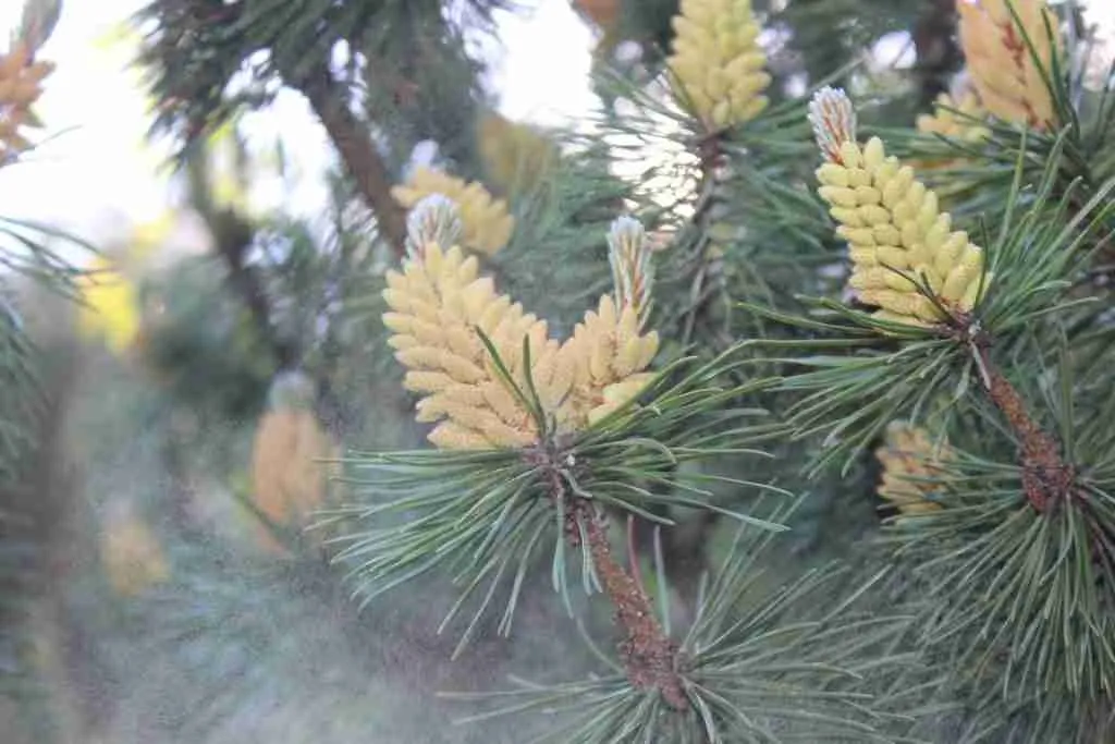 24 Fun Facts About Pine Trees | Nature's Marvels 7 green and yellow pine cone