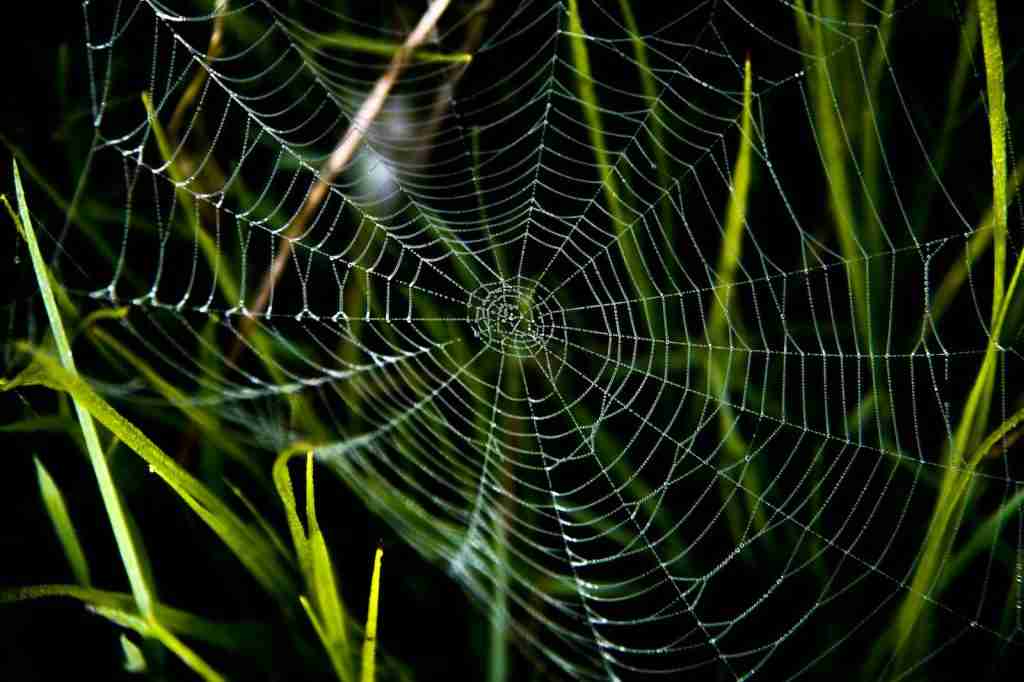 26 Fun Facts About Spiders | Exposing the Mysteries 1 spider web in close up photography