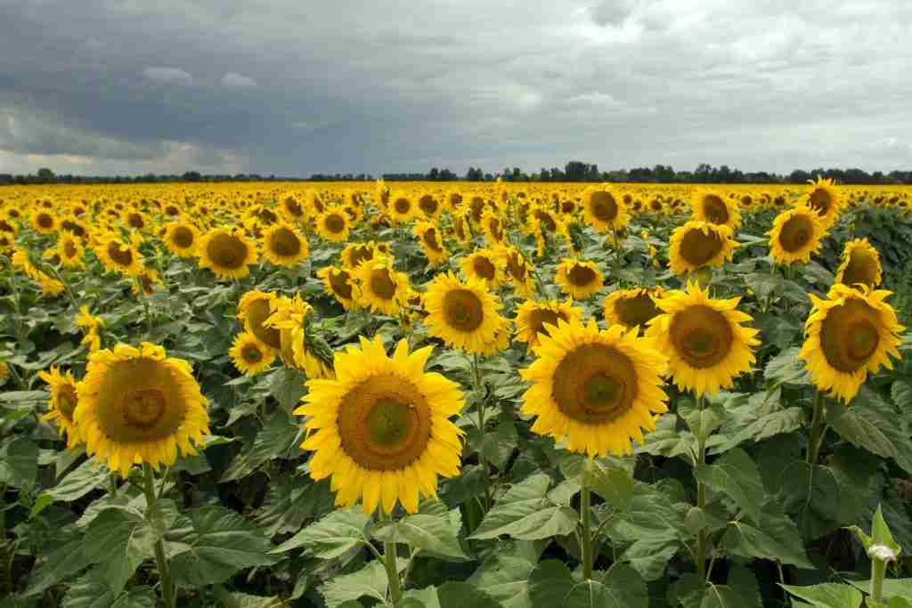 24 Fun Facts About Sunflowers | Nature's Sunshine 5 a large field of sunflowers under a cloudy sky