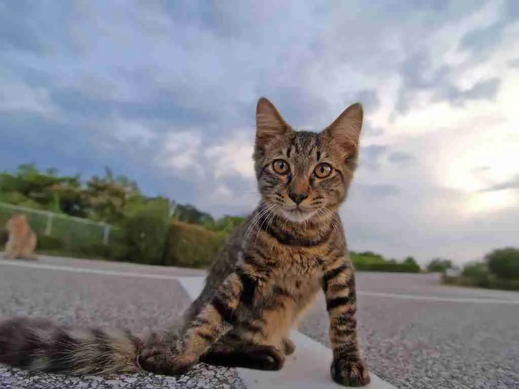 25 Fun Facts About Cats You Didn't Know 4 cats