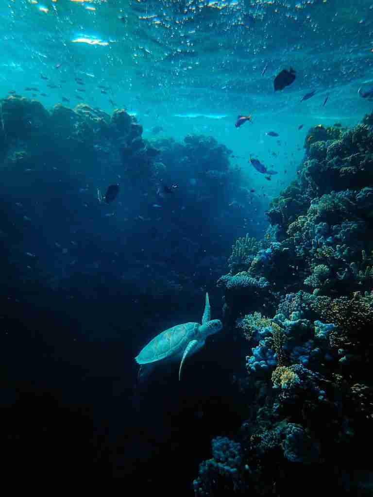 27 Fun Facts About Fungi | Marvels of Decomposers 3 deep sea fungi
