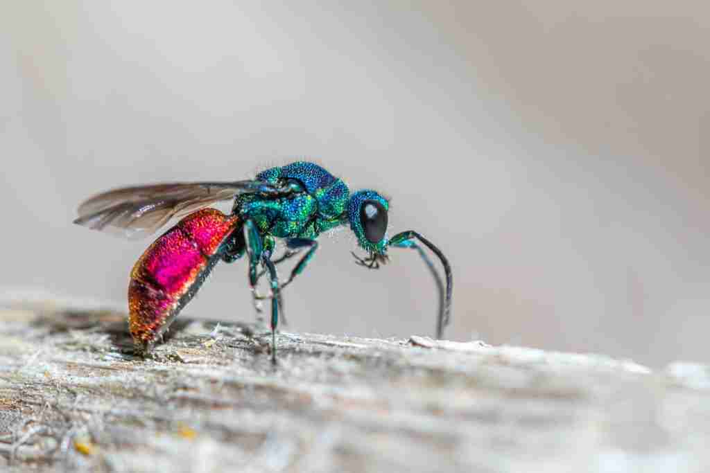 23 Facts About Ants (Tiny Ants with Mighty Facts) 3 a colorful ant sitting on a piece of wood making another amazing fun facts about ants