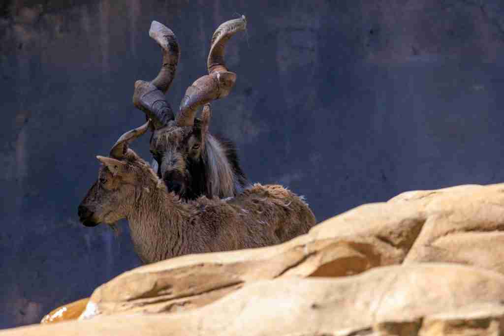 27 Facts About Pakistan | Ancient Cities With Stories 5 a couple of goats standing next to each other