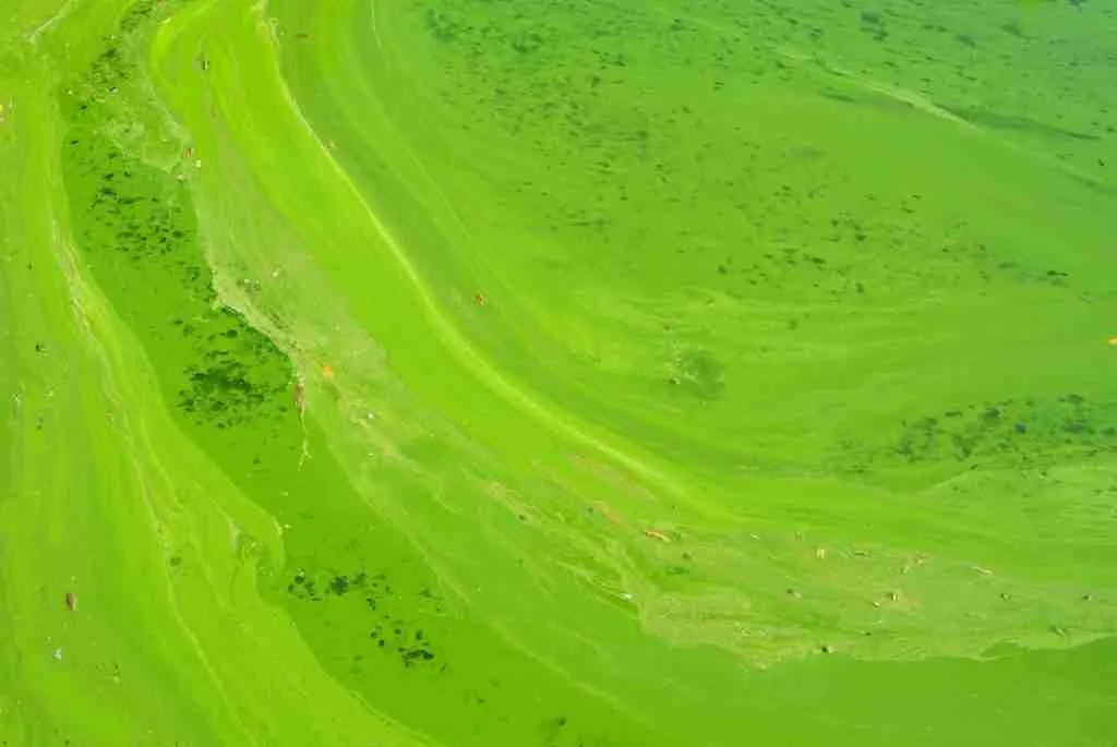 aerial photography of green grass