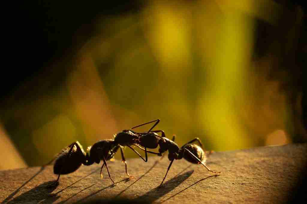 23 Facts About Ants (Tiny Ants with Mighty Facts) 2 black ant on yellow background