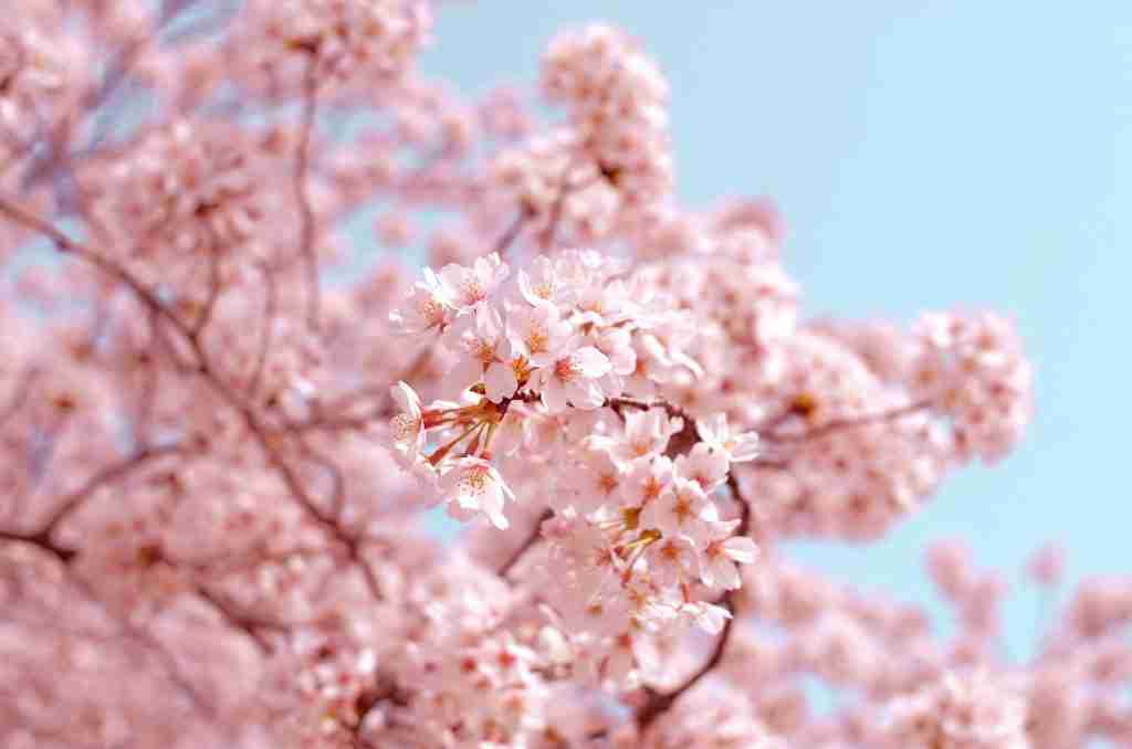 25 Fun Facts About Cherry Blossoms | Blooming Beauty - Amazing Facts Home