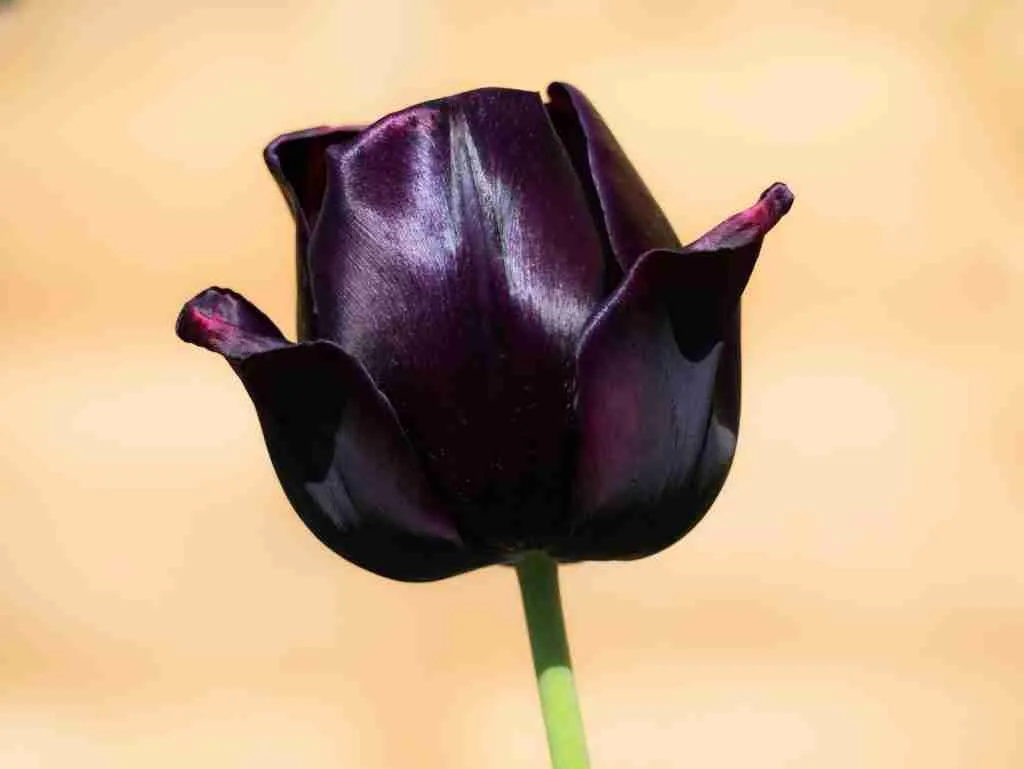 26 Fun Facts About Tulips | Discover Floral Joy 5 purple flower bud in close up photography