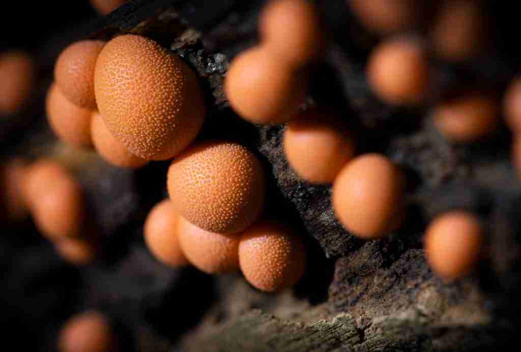 27 Fun Facts About Fungi | Marvels of Decomposers 4 brown mushrooms on black wood