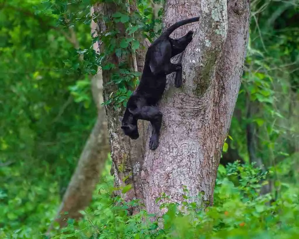 22 Fun Facts About Black Panthers | Forest’s Ghost Hunters 4 fun facts about black panthers