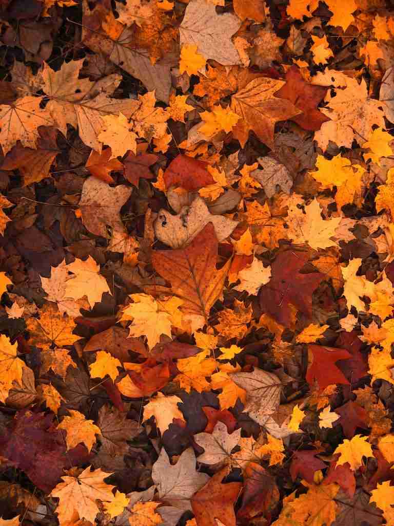 27 Fun Facts About Autumn | Harvest of Wonders 3 autumn, leaves, foliage : Fun Facts About Autumn