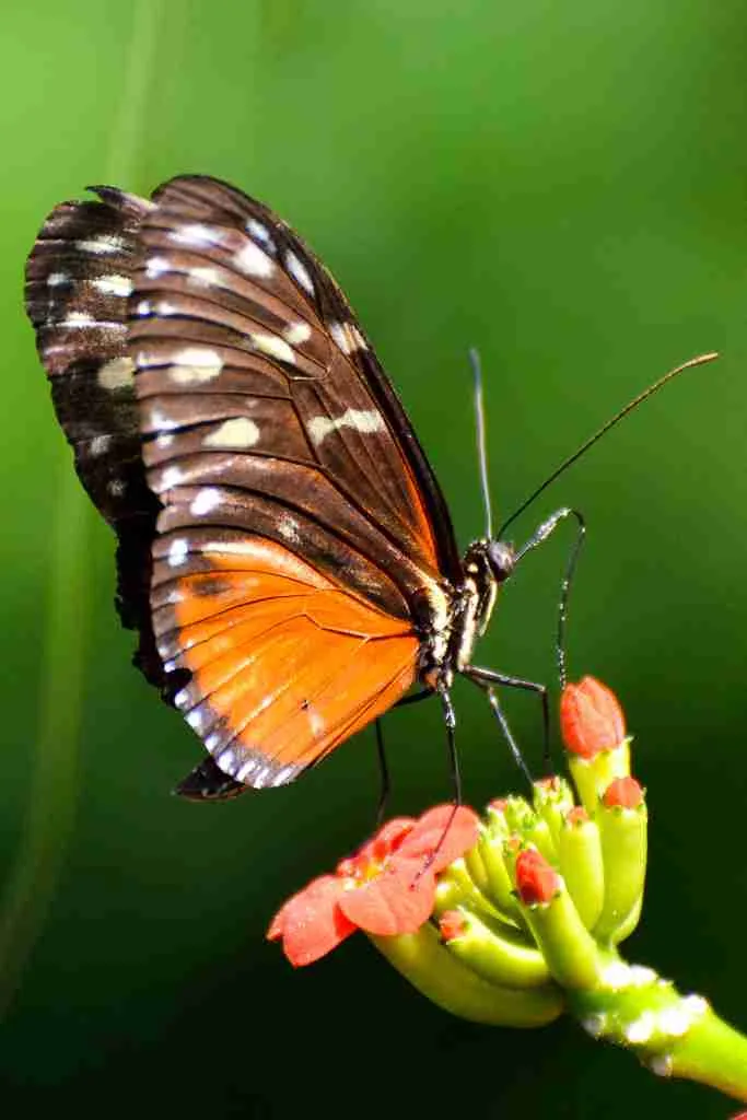 26 Fun Facts About Science | Expand Your Knowledge 2 Butterflies : Fun Facts About Science