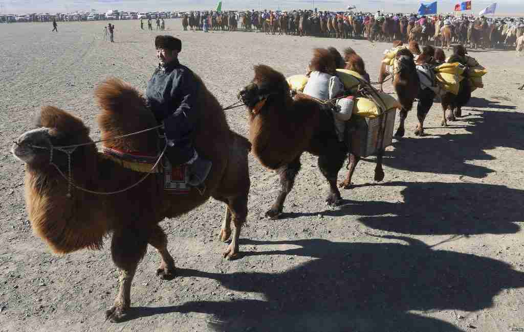 22 Fun Facts About The Gobi Desert | Great Asian Wonder 3 camel festival in Gobi Desert, fun facts about the gobi desert