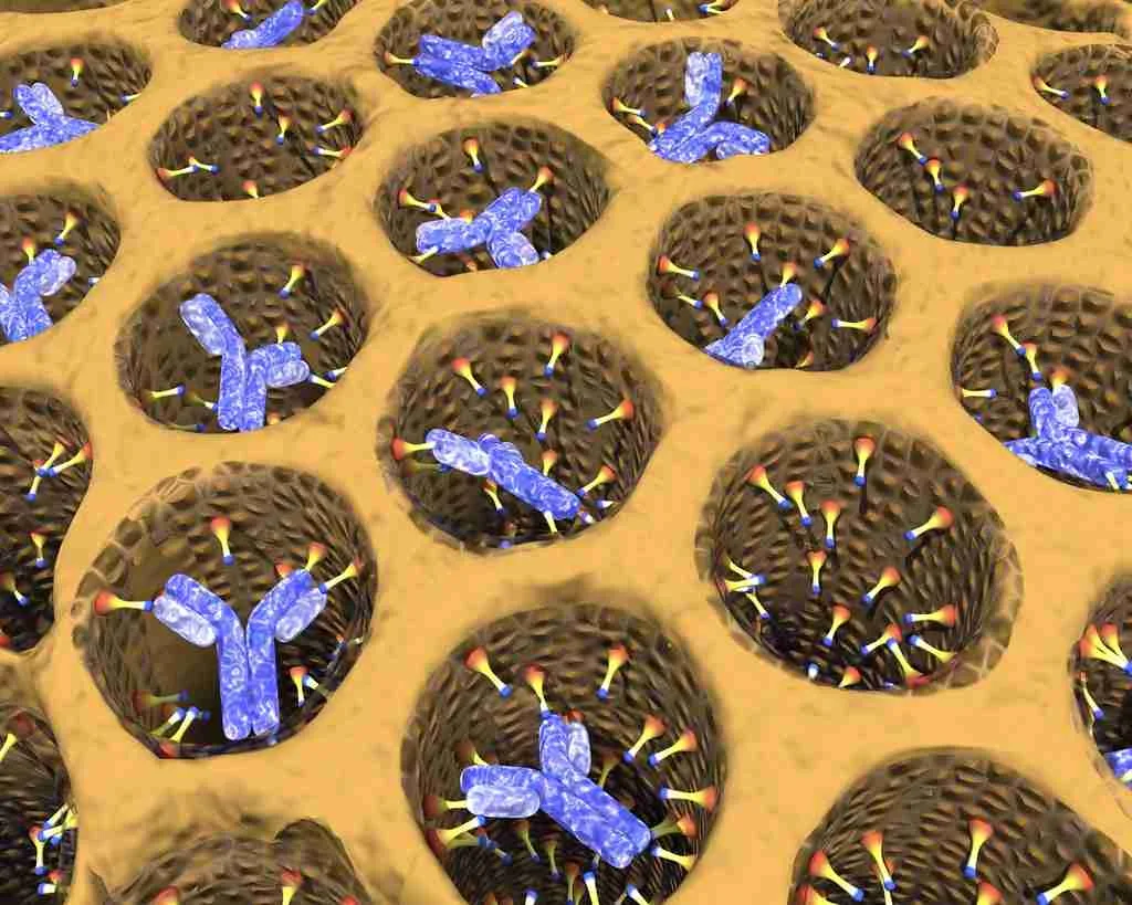 33 Fun Facts About The Immune System/ How It Works 2 antibodies
