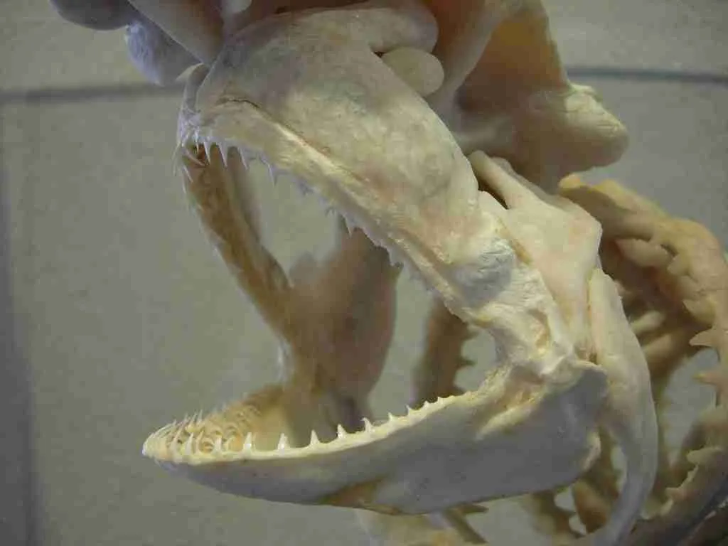 24 Fun Facts About Sharks | The Apex Predators 1 shark skeleton, fun facts about sharks