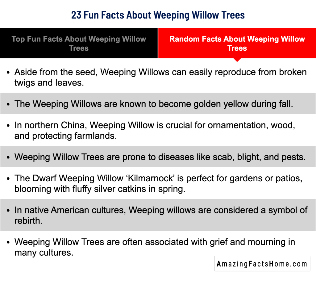 23 Fun Facts About Weeping Willow Trees - Random Facts About Weeping Willow Trees