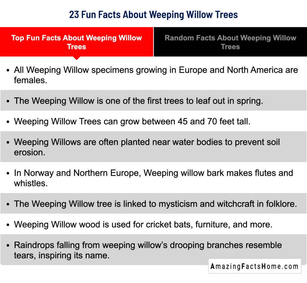 23 Fun Facts About Weeping Willow Trees - Top Fun Facts About Weeping Willow Trees