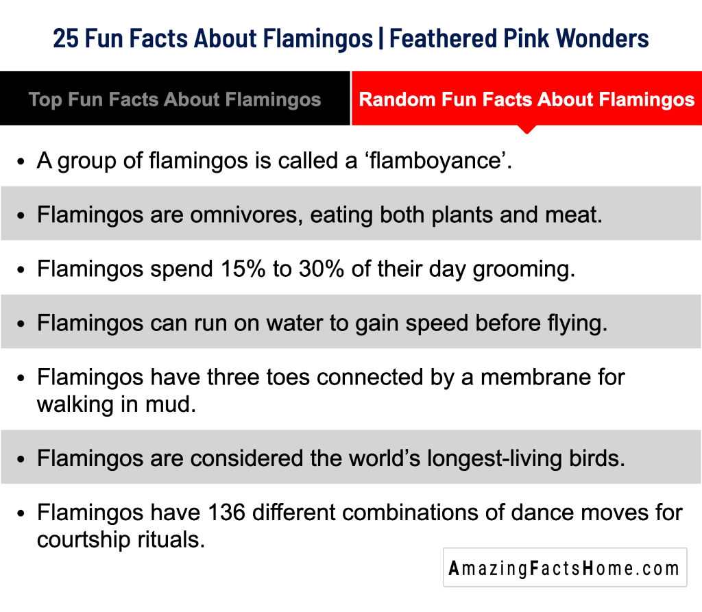 25 Fun Facts About Flamingos | Feathered Pink Wonders - Random Fun Facts About Flamingos