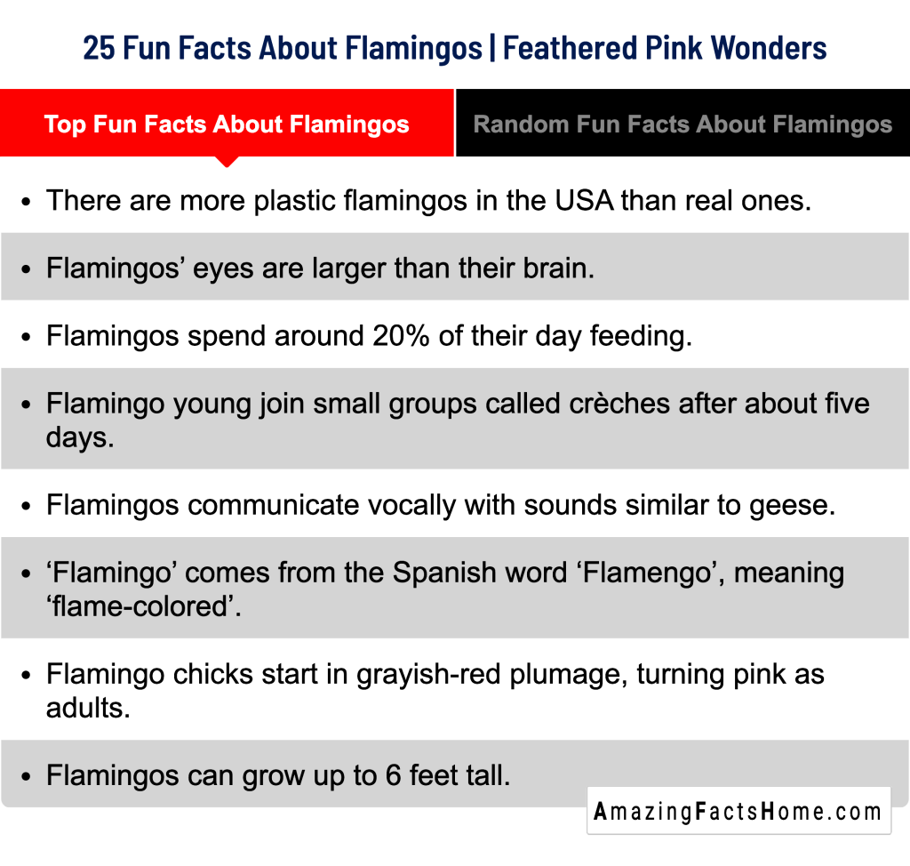 25 Fun Facts About Flamingos | Feathered Pink Wonders - Top Fun Facts About Flamingos