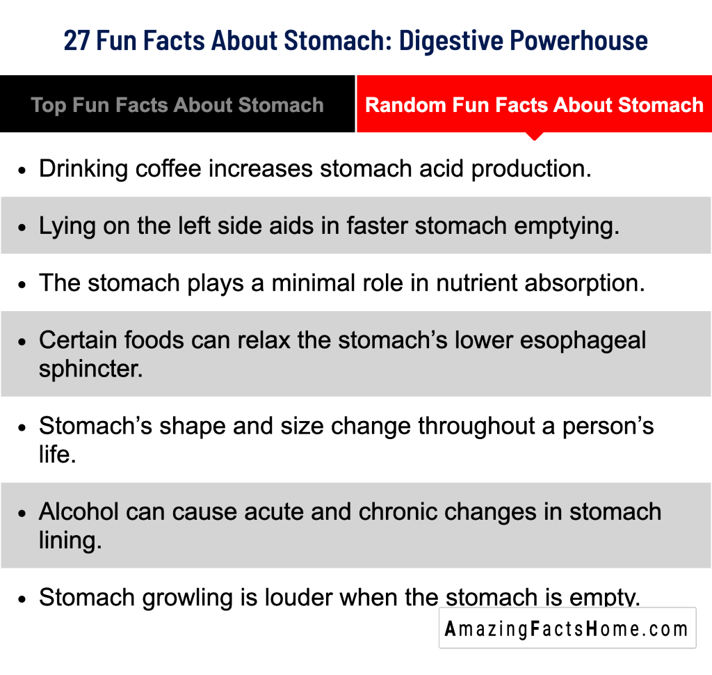 27 Fun Facts About Stomach: Digestive Powerhouse - Random Fun Facts About Stomach