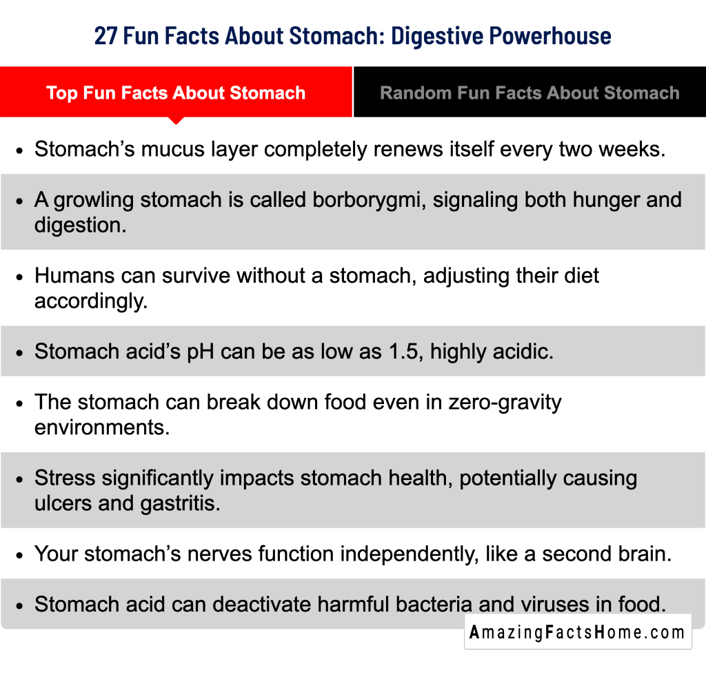 27 Fun Facts About Stomach: Digestive Powerhouse - Top Fun Facts About Stomach