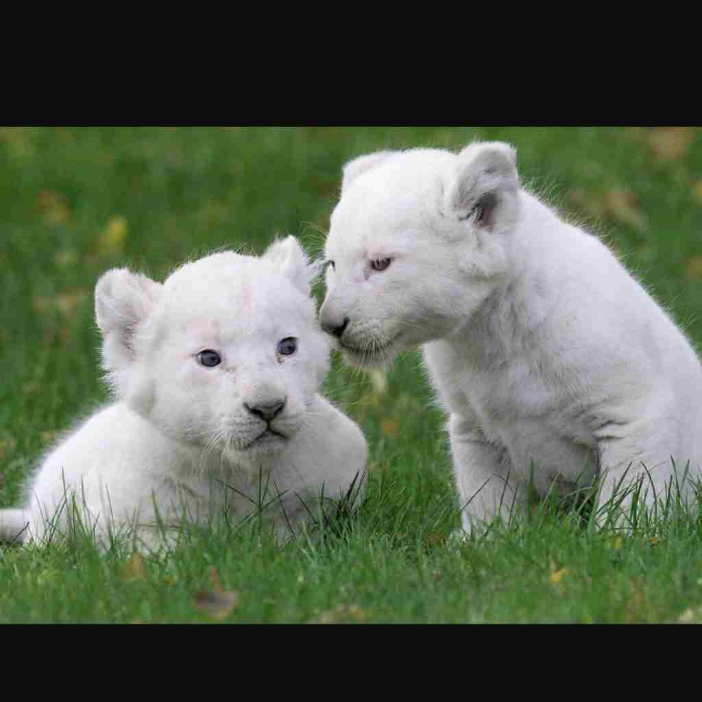 22 Fun Facts About Black Panthers | Forest’s Ghost Hunters 3 white panther cubs
