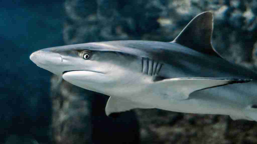 24 Fun Facts About Sharks | The Apex Predators 4 shark, nature, fish