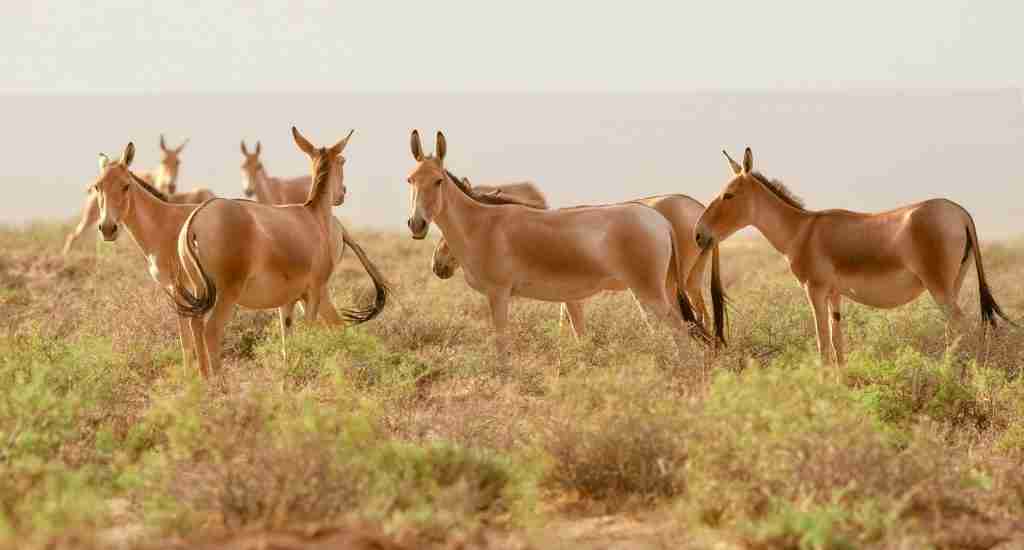22 Fun Facts About The Gobi Desert | Great Asian Wonder 2 Mongolian wild ass, fun facts about the gobi desert