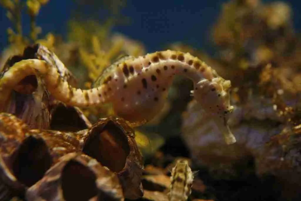 10 Amazing Facts About Sea Animals | Deep-Sea Mysteries 4 pregnant male seahorse. 10 amazing facts about sea animals