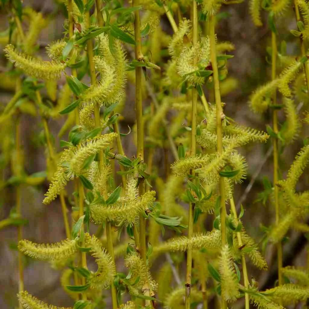 23 Fun Facts About Weeping Willow Trees 2 weeping willow fruit, fun facts about weeping willow trees