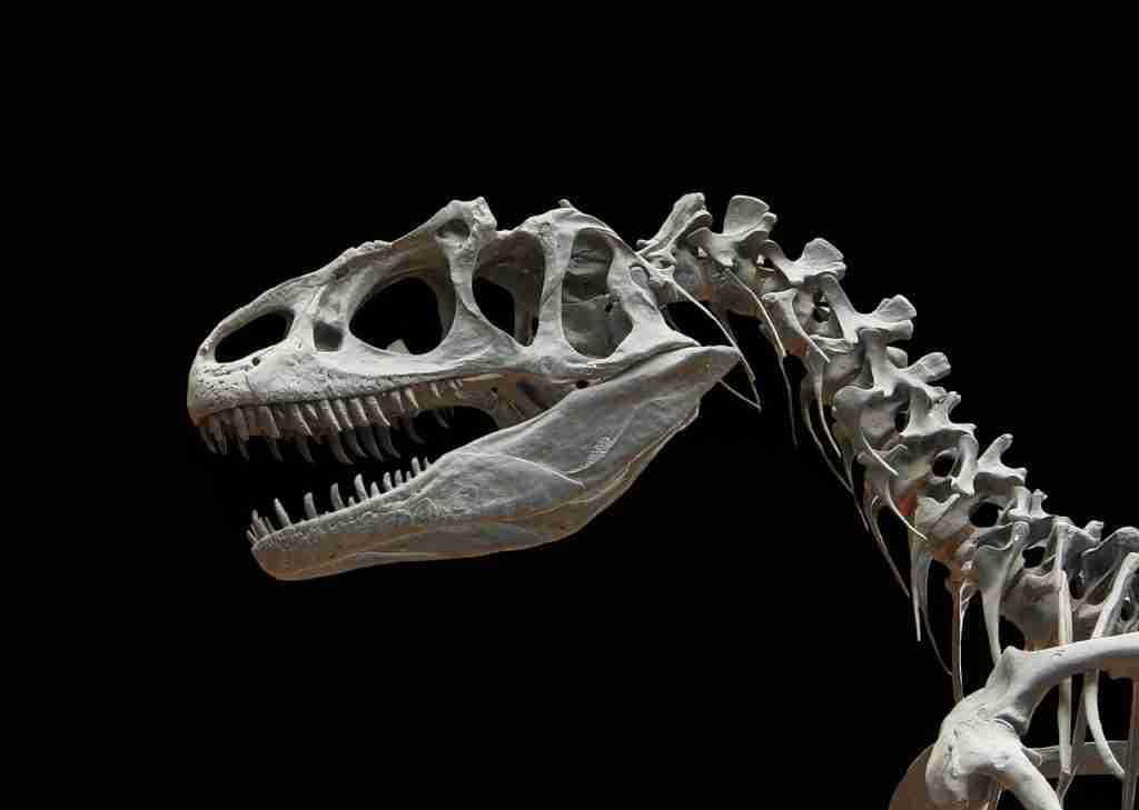 24 Fun Facts About Dinosaurs | Fossilized Legends 3 dinosaur, allosaurus, skeleton