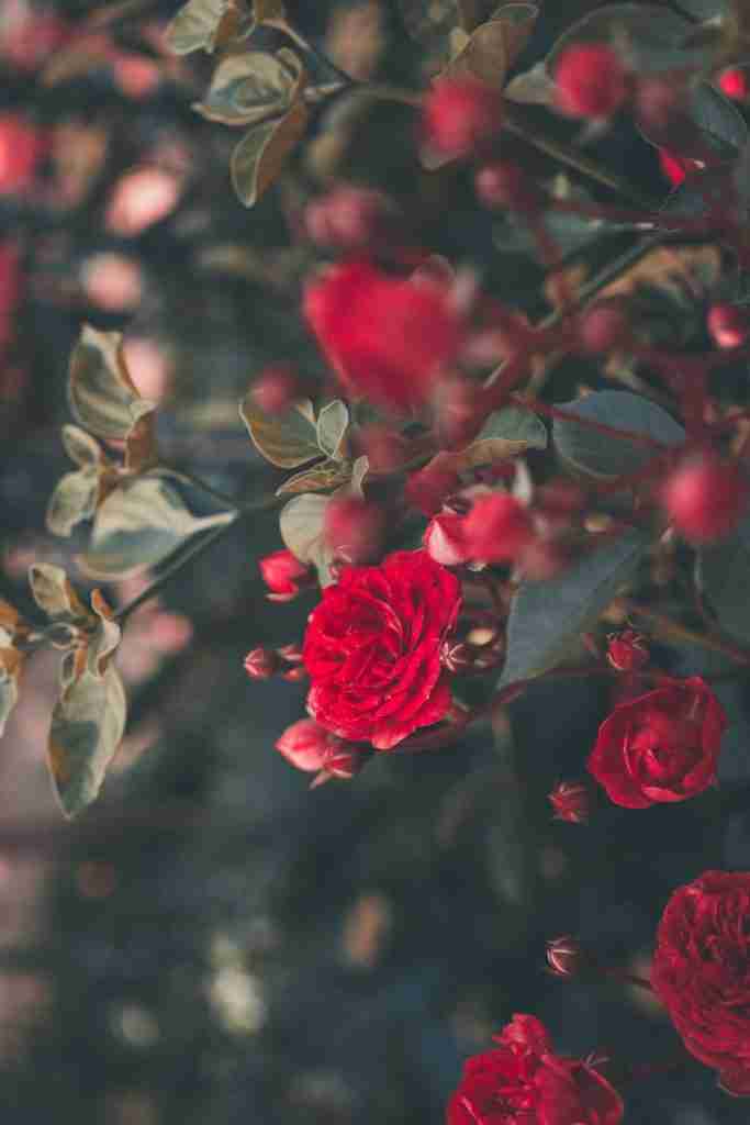 25 Fun Facts About Colombia | Heart of South America 4 blooming red roses