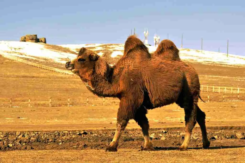 22 Fun Facts About The Gobi Desert | Great Asian Wonder 3 animal, camel, fun facts about gobi desert