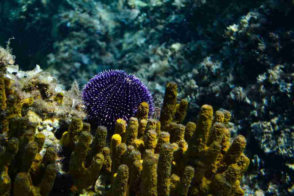 10 Amazing Facts About Sea Animals | Deep-Sea Mysteries 1 sea sponge, 10 amazing facts about sea animals