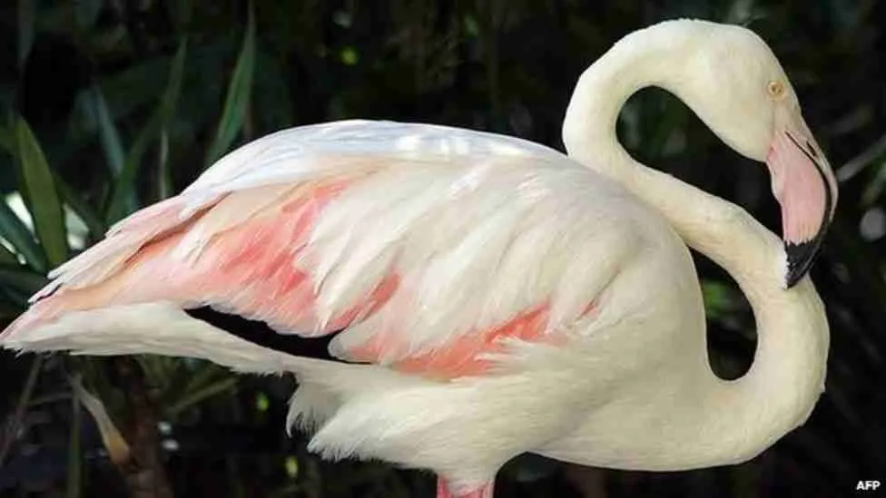 25 Fun Facts About Flamingos | Feathered Pink Wonders 5 72643876 72643870