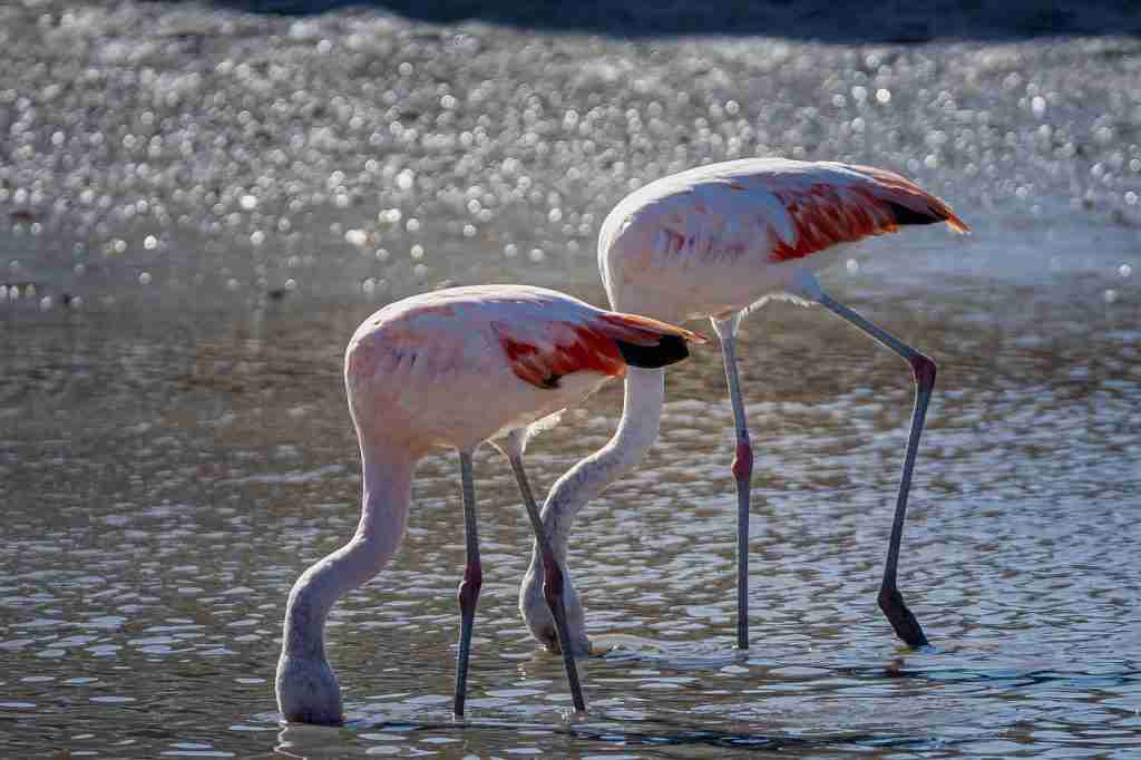 25 Fun Facts About Flamingos | Feathered Pink Wonders 2 flamingos, flamingos eating,