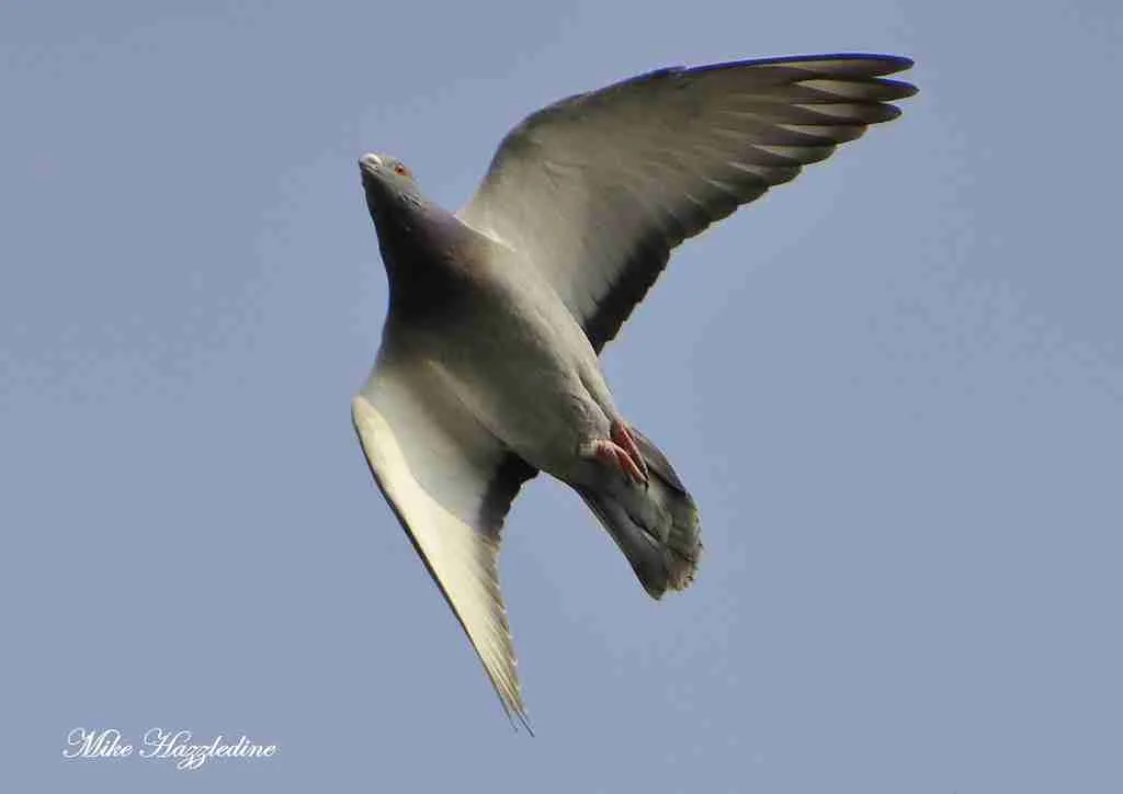 Pigeons can fly : Fun Facts About Pigeons