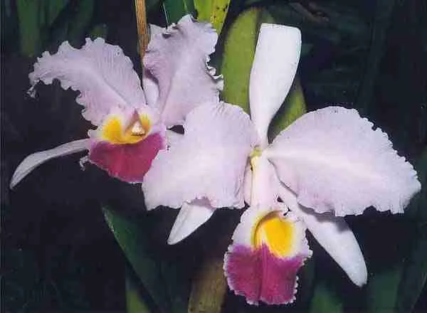 25 Fun Facts About Colombia | Heart of South America 2 Cattleya trianae : Fun Facts about Colombia