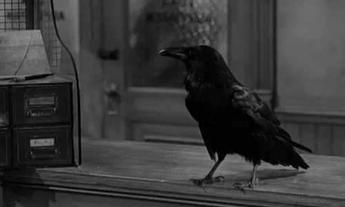 jimmy, raven, fun facts about ravens
