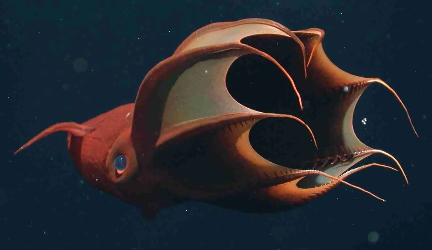 10 Amazing Facts About Sea Animals | Deep-Sea Mysteries 5 Picture 2.6bd265a.width 1600.a856958