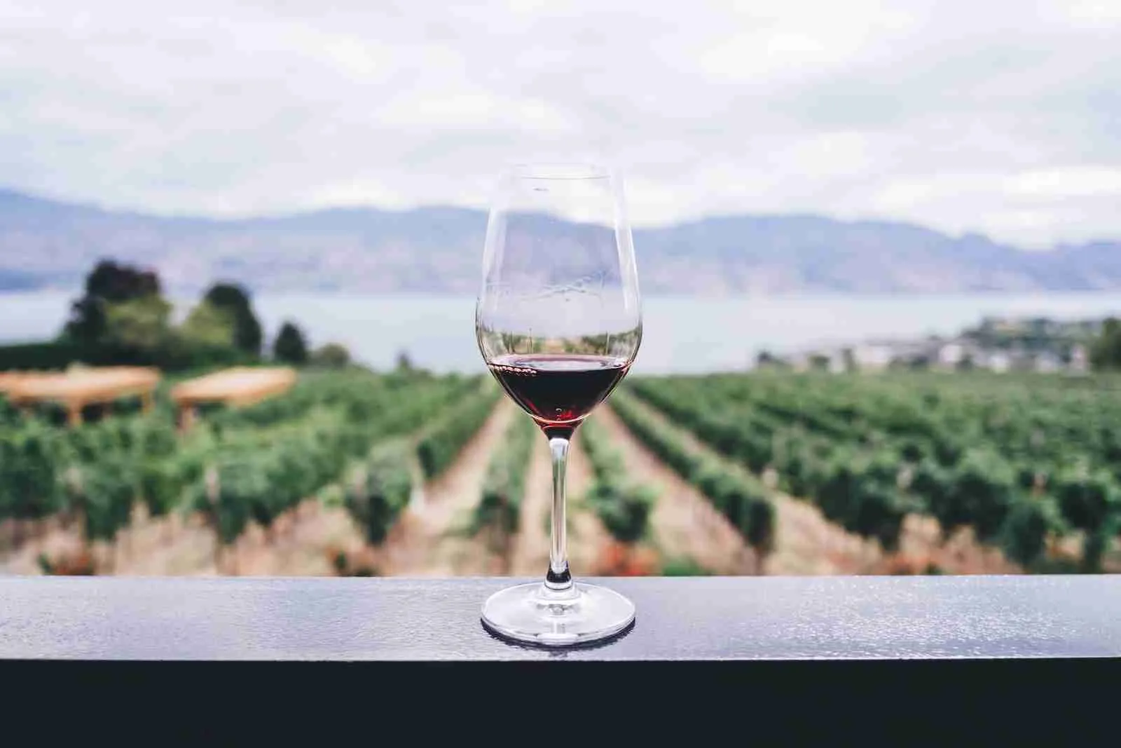 27 Fun Facts About Rain: Nature's Marvel Explained 4 clear wine glass overlooking orchard during daytime