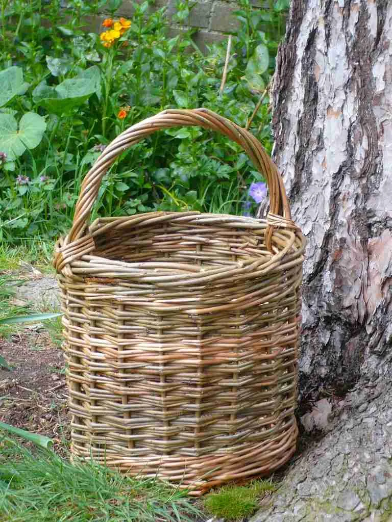 23 Fun Facts About Weeping Willow Trees 3 b11bc4f6 e9ed 4ec4 8486 9b078a10cab0