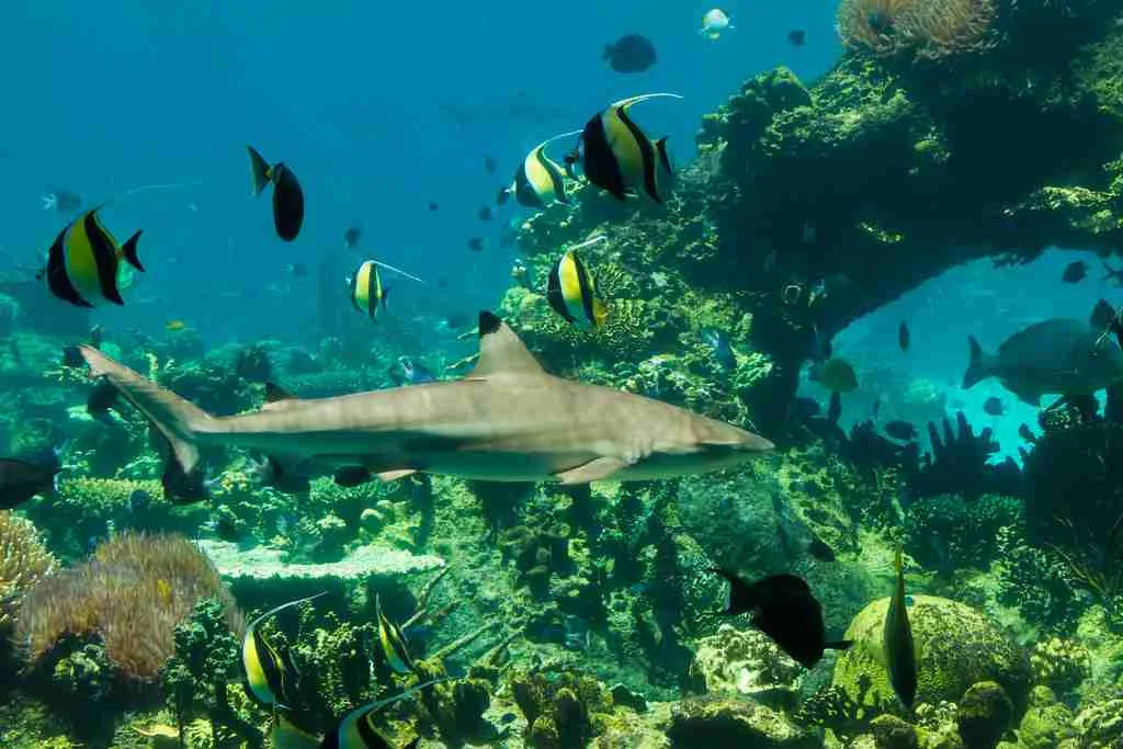 24 Fun Facts About Sharks | The Apex Predators 3 b3a17fc1 4481 4df2 b7a8 e7ec55e64b0e