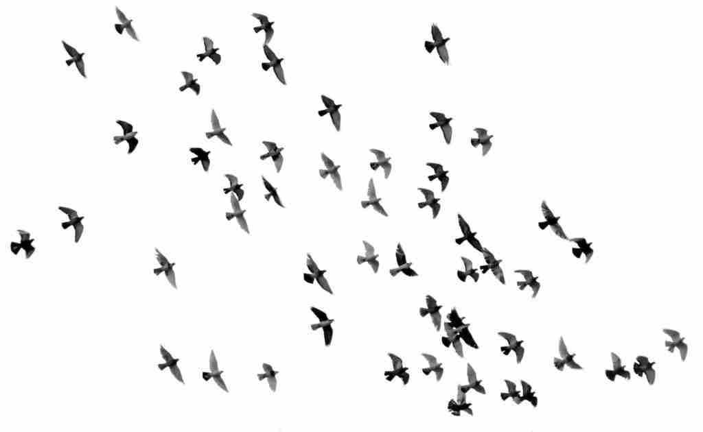 24 Fun Facts About Winter | Chilly Season Wonders 4 low angle photography of flock of silhouette of bird illustration