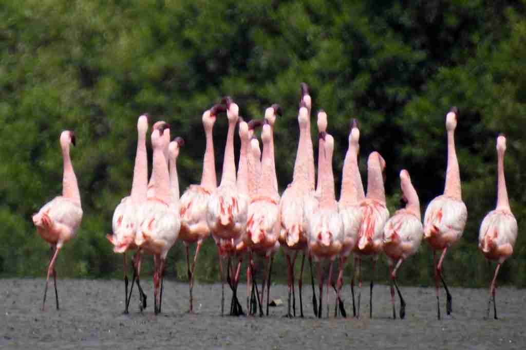 25 Fun Facts About Flamingos | Feathered Pink Wonders 4 ddf8ecdc b865 4b96 bbac fe3518dcdeff
