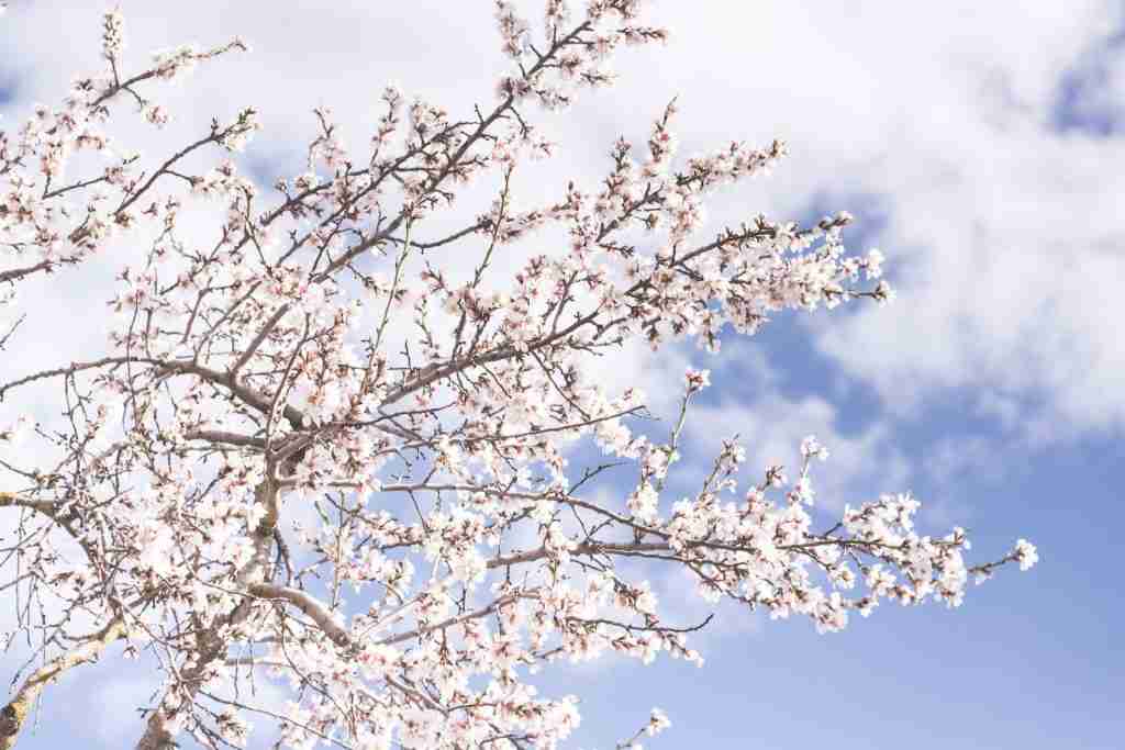 26 Fun Facts About Almonds | Crunchy Chronicles 2 white Almonds blossoms :Fun Facts About Almonds