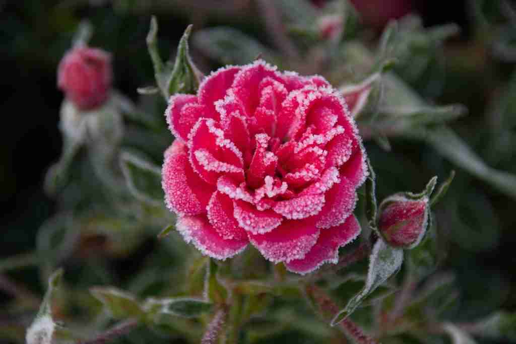 24 Fun Facts About Winter | Chilly Season Wonders 2 a close up of a pink flower with frost on it : Fun Facts About Winter
