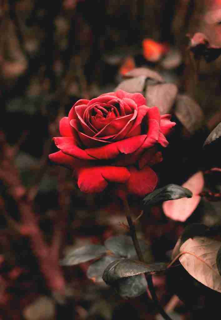 26 Fun Facts About Almonds | Crunchy Chronicles 1 red rose