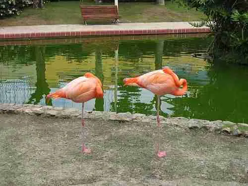 25 Fun Facts About Flamingos | Feathered Pink Wonders 3 sleeping flamingos, fun facts about flamingos